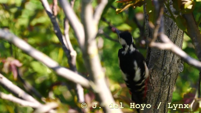 Syrian Woodpecker - ML201576861