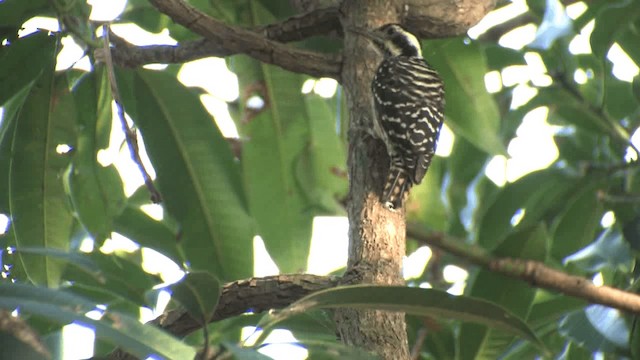 Philippine Pygmy Woodpecker - ML201577151