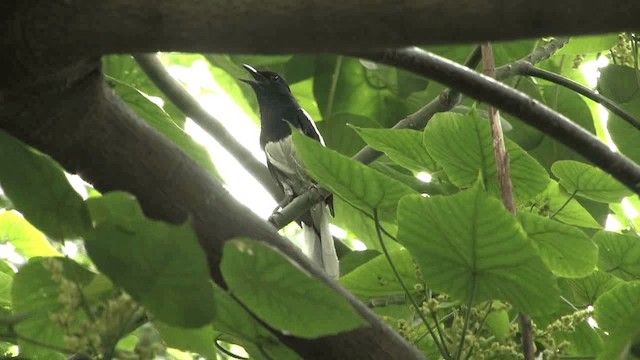 Oriental Magpie-Robin (Oriental) - ML201577571