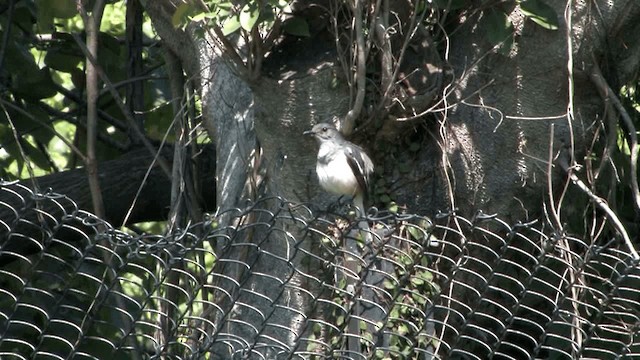Oriental Magpie-Robin (Oriental) - ML201577581