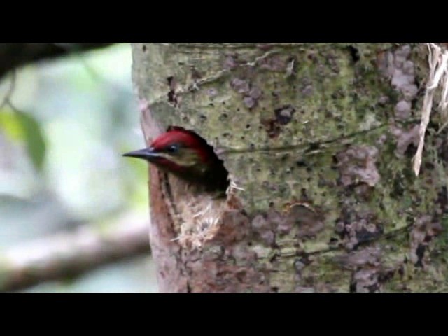 Stripe-cheeked Woodpecker - ML201577791