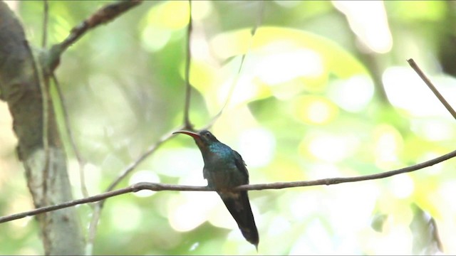 kolibřík šedobřichý - ML201577871