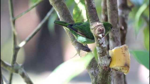 Rufous-winged Tanager - ML201577961