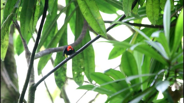 Red-capped Manakin - ML201578051