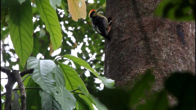 Golden-naped Woodpecker - ML201578061