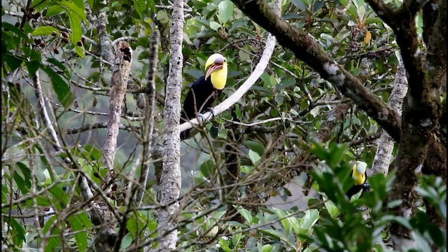 Yellow-throated Toucan (Chestnut-mandibled) - ML201578111
