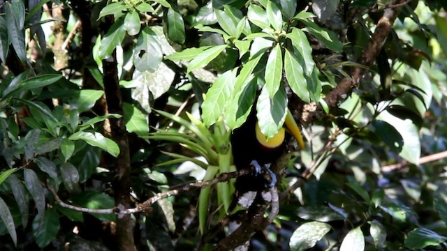 Yellow-throated Toucan (Chestnut-mandibled) - ML201578131