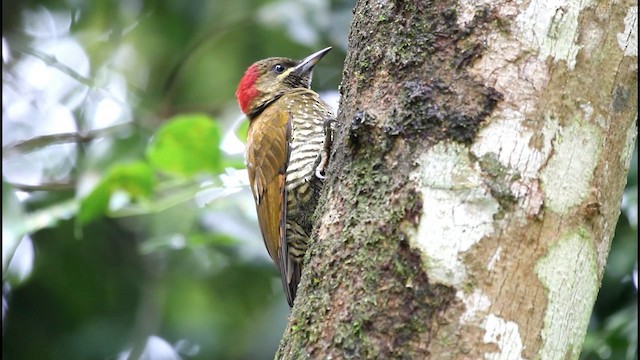 Stripe-cheeked Woodpecker - ML201578181
