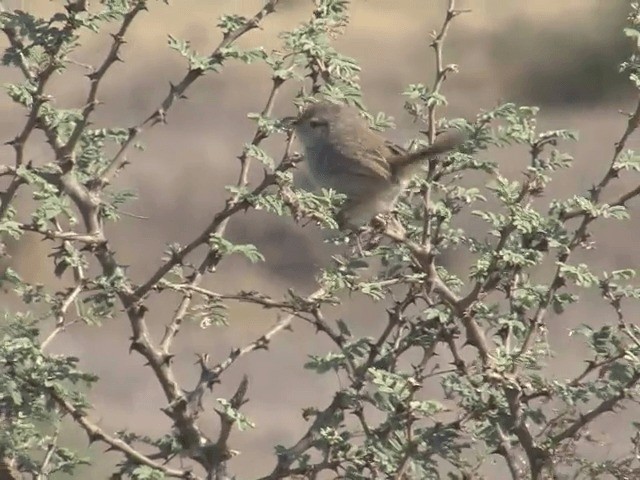  - Rufous-fronted Prinia