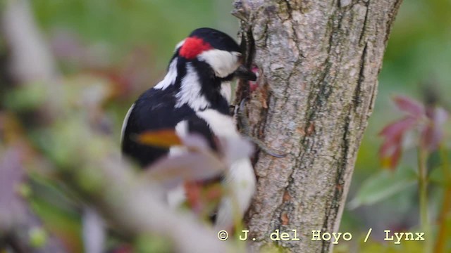 Great Spotted Woodpecker (Great Spotted) - ML201579041