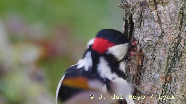Great Spotted Woodpecker (Great Spotted) - ML201579051