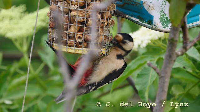 Great Spotted Woodpecker (Great Spotted) - ML201579061
