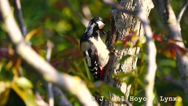 Great Spotted Woodpecker (Great Spotted) - ML201579081
