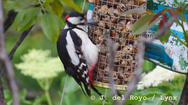 Great Spotted Woodpecker (Great Spotted) - ML201579091