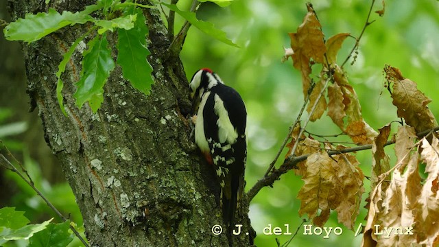 Great Spotted Woodpecker (Great Spotted) - ML201579151