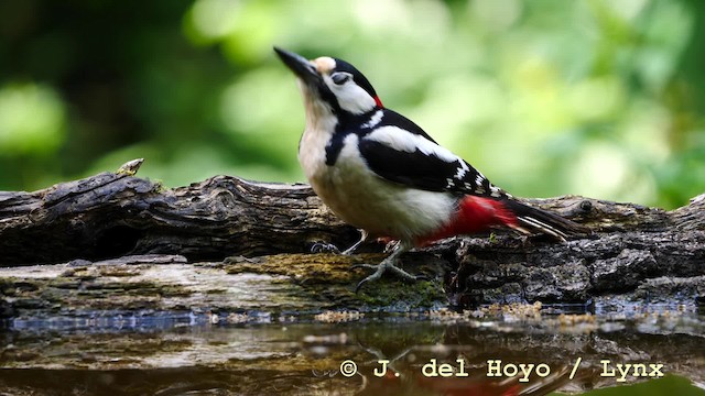 Great Spotted Woodpecker (Great Spotted) - ML201579171
