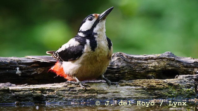 Great Spotted Woodpecker (Great Spotted) - ML201579211