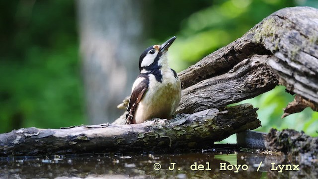 Great Spotted Woodpecker (Great Spotted) - ML201579231