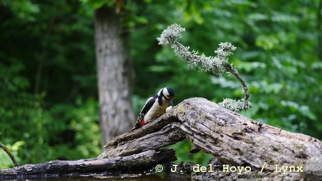 Great Spotted Woodpecker (Great Spotted) - ML201579281