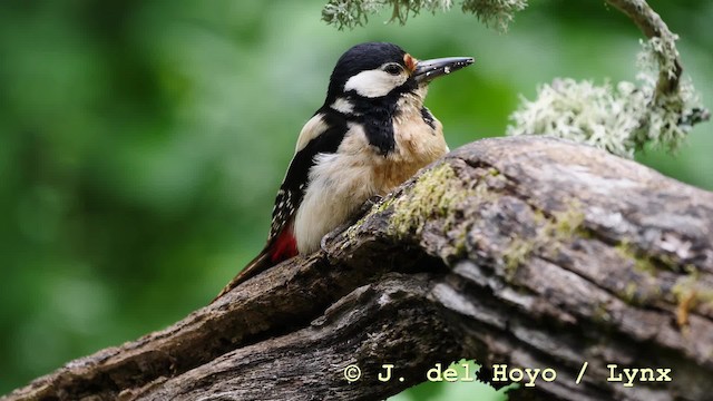 Great Spotted Woodpecker (Great Spotted) - ML201579311