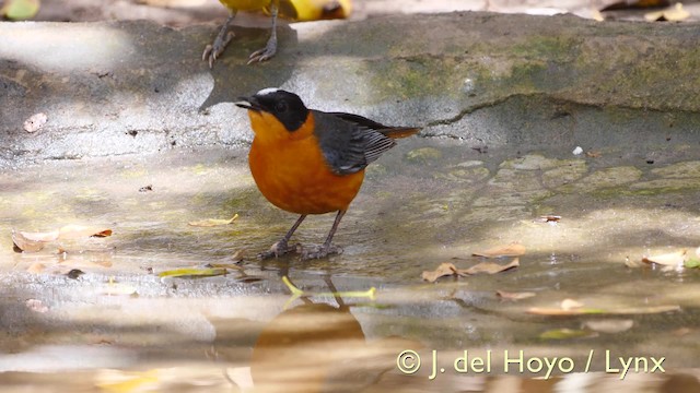  - Snowy-crowned Robin-Chat