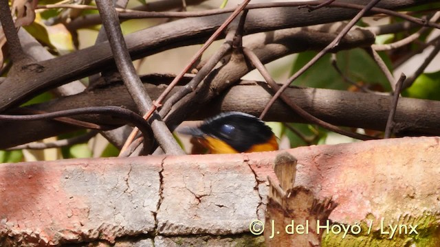 Snowy-crowned Robin-Chat - ML201579391