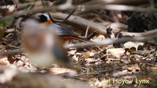 Snowy-crowned Robin-Chat - ML201579411