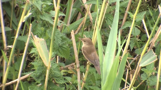 Common Reed Warbler (Common) - ML201579641