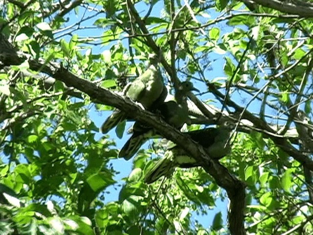 Whistling Green-Pigeon (Taiwan) - ML201579691