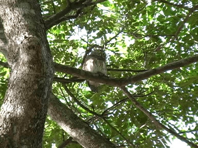 Asian Barred Owlet - ML201579721