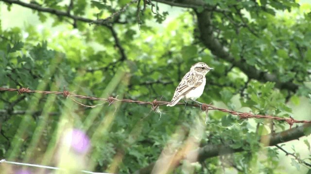 Whinchat - ML201579741