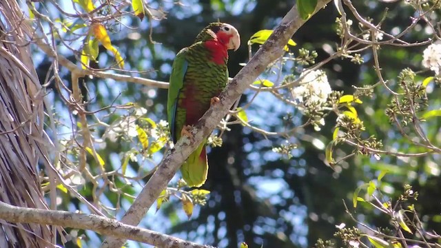 Cuban Parrot - ML201579761