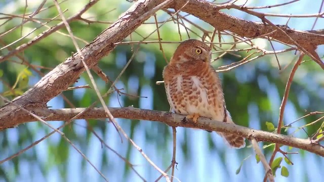 Cuban Pygmy-Owl - ML201579861