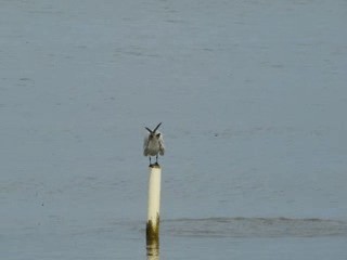 Royal Tern - ML201580001