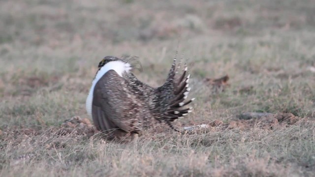 Greater Sage-Grouse - ML201580151
