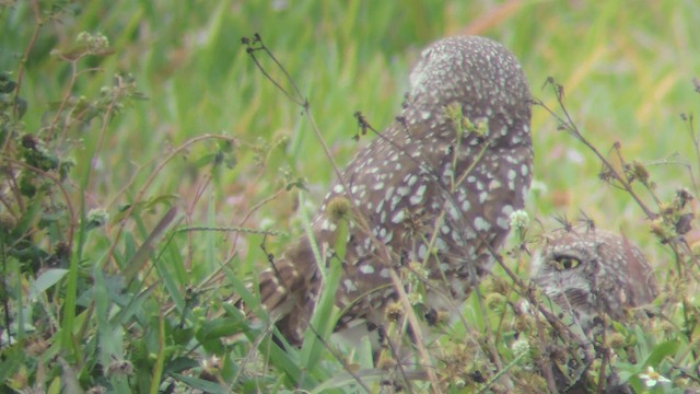 Burrowing Owl (Florida) - ML201580251