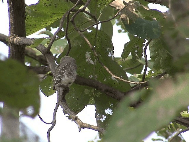 Forest Owlet - ML201580881