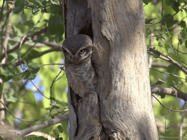 Spotted Owlet - ML201581041