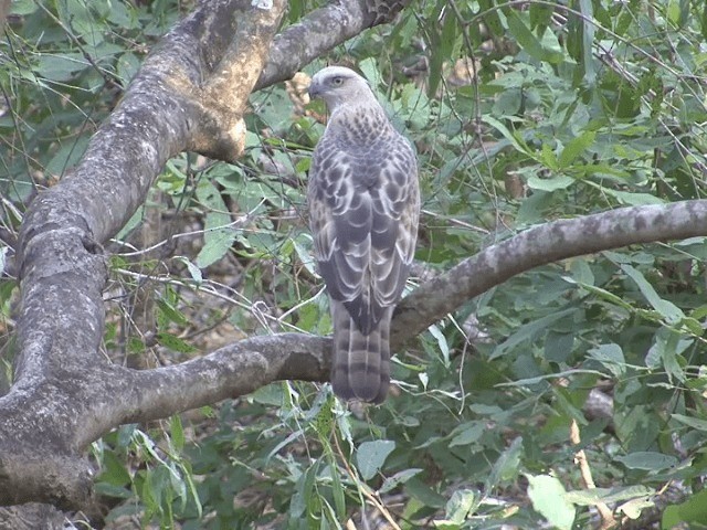 Changeable Hawk-Eagle (Crested) - ML201581081
