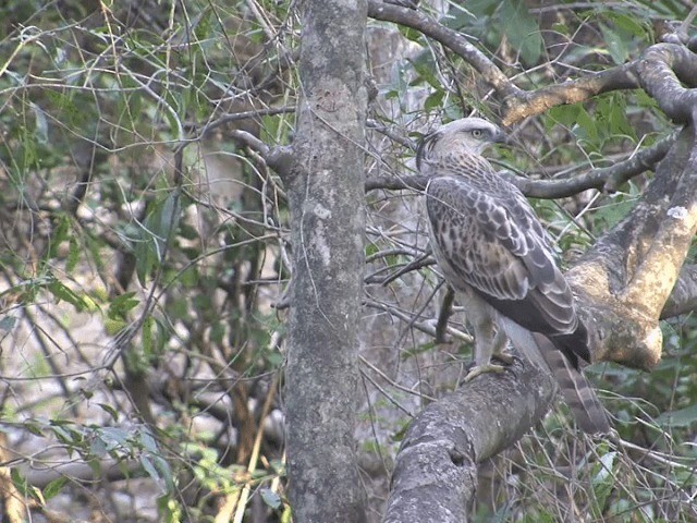 Changeable Hawk-Eagle (Crested) - ML201581091