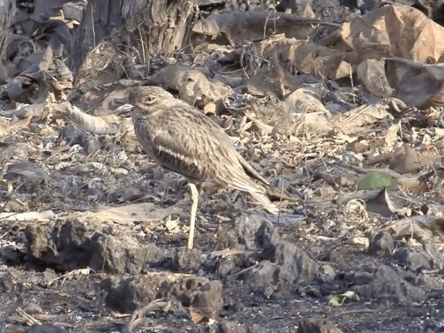 Indian Thick-knee - ML201581111