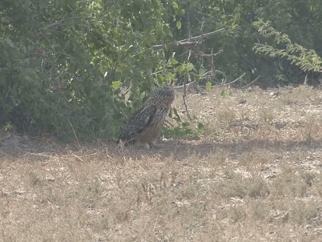 Rock Eagle-Owl - ML201581221