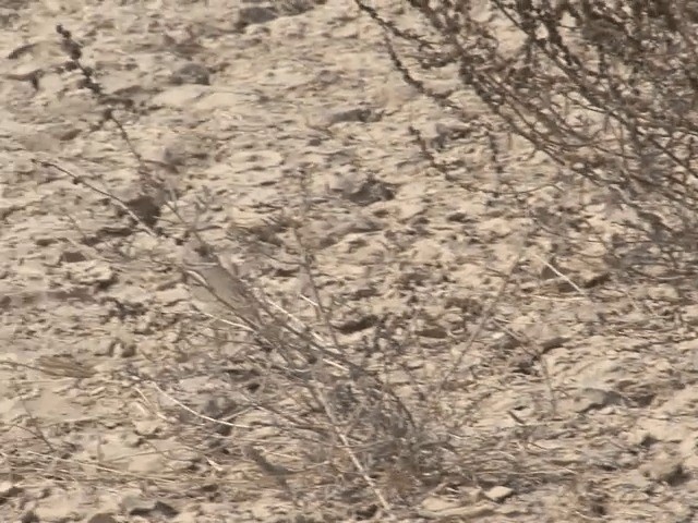Кропив'янка пустельна - ML201581261