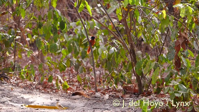 Black-headed Paradise-Flycatcher (Red-bellied) - ML201581621