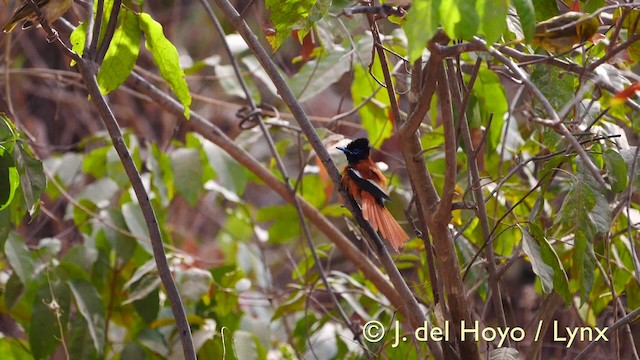 Black-headed Paradise-Flycatcher (Red-bellied) - ML201581641