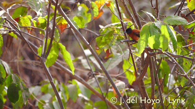 Black-headed Paradise-Flycatcher (Red-bellied) - ML201581661