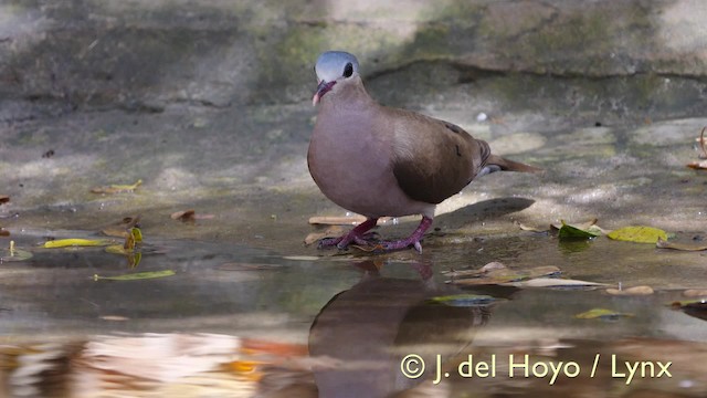 Blue-spotted Wood-Dove - ML201581851