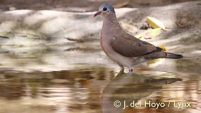 Blue-spotted Wood-Dove - ML201581861