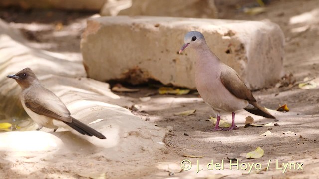 Blue-spotted Wood-Dove - ML201581871