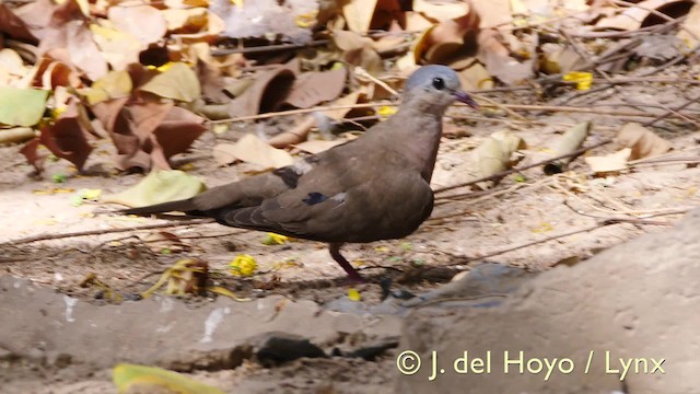 Blue-spotted Wood-Dove - ML201581891